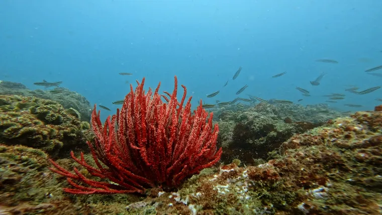 A red sea fan and a school of fish over the Punta Sal reefs