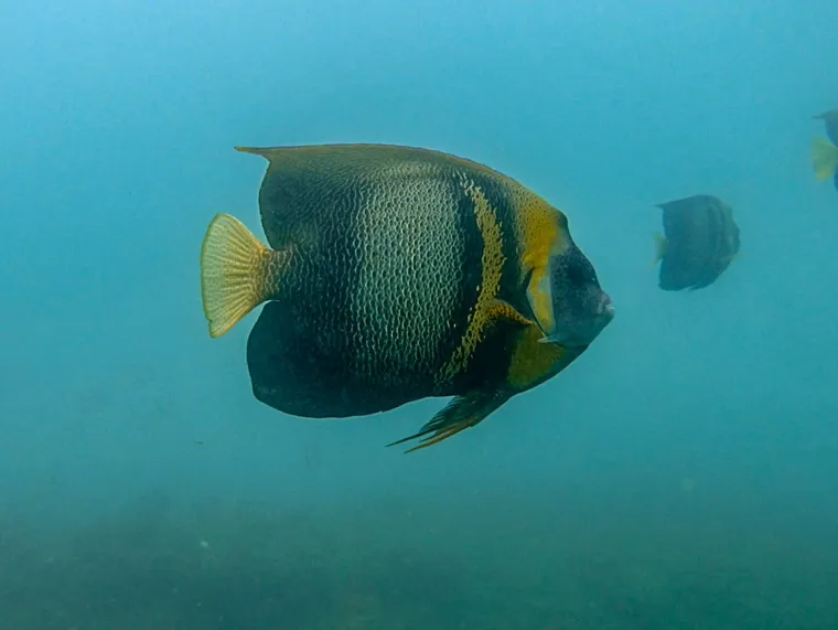 A Cortez angelfish on the Punta Veleros reefs