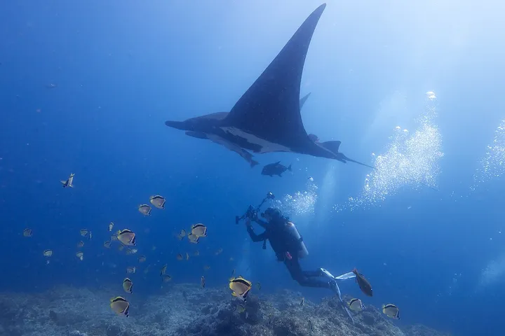 Manta gigante