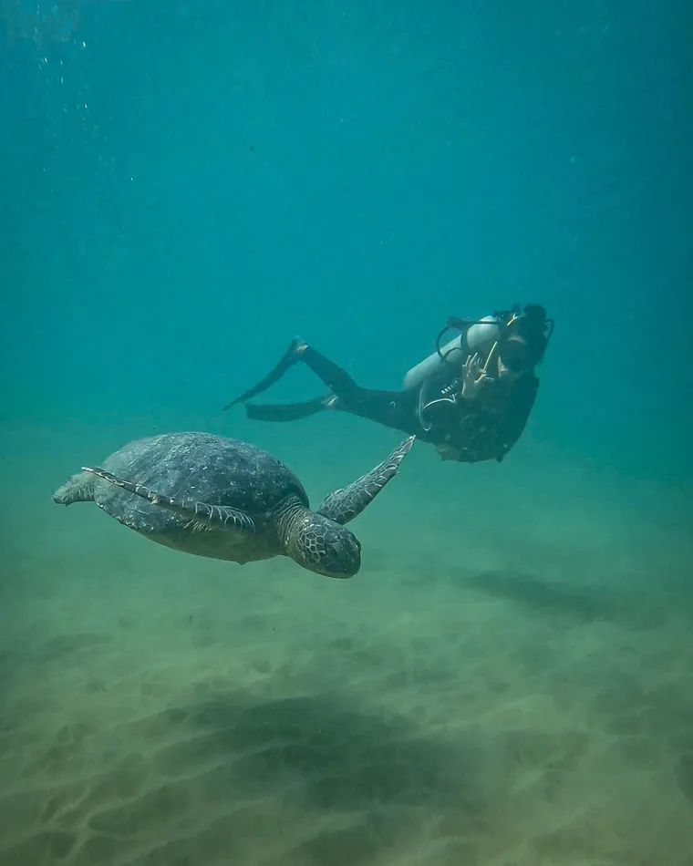 A green turtle and a diver at the Los Órganos Pier
