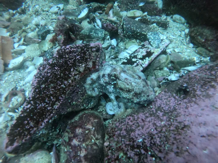 Pulpo (pulpo común del Perú)