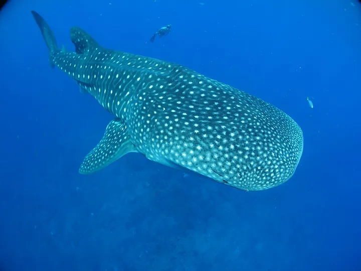 Tiburón ballena