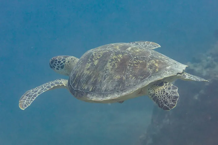 Tortuga verde